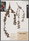 Foto von Salix aurita L.